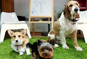 America’s 10 Best Companies For Dog-Lovers