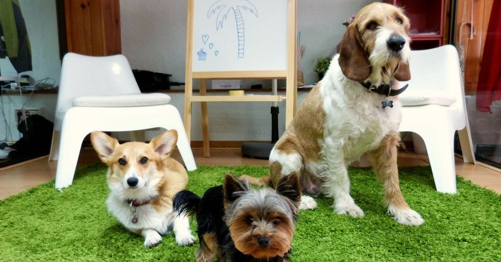 America’s 10 Best Companies For Dog-Lovers