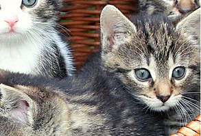 The world is full of fun and friendly cat breeds. Each cat breed has its own unique personality traits, preferred activities, and appearance. But, most cats share one thing in common – they are all playful, friendly, and affectionate.