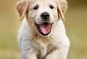 Author: Victoria Stilwell | Publisher: Ten Speed Press | Publication Date: October 1, 2019 | Number of Pages: 224 pages | Language: English | Binding: Paperback | ISBN-10: 0399582452 | ISBN-13: 9780399582455