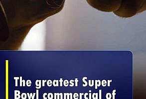 Dear Budweiser more puppy and Clydesdale ads, please. Budweiser #budwiser #superbowl #football #puppy