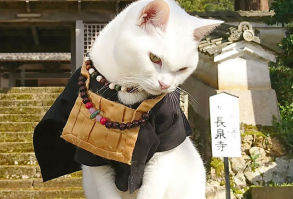 There Is A Cat Temple In Japan And Its Monks Are The Cutest | Bored Panda