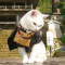 There Is A Cat Temple In Japan And Its Monks Are The Cutest | Bored Panda