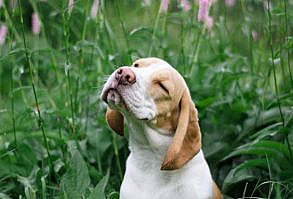 There are a few chemicals you absolutely shouldn’t use when gardening if you have a dog.