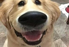 These Adorable Snapchats Prove Golden Retrievers Are Simply The Best - Cheezburger - Funny Memes | Funny Pictures