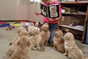 Pin for Later: 50 of the Cutest Animal GIFs and Pictures EVER These future heroes