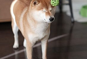 Many people first became familiar with the Shiba Inu from that 'Doge' meme that was everywhere for a while (very Shiba, much soft. Wow), but these lovable,