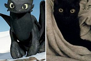 10+ Black Cats That Are Actually Toothless In Disguise