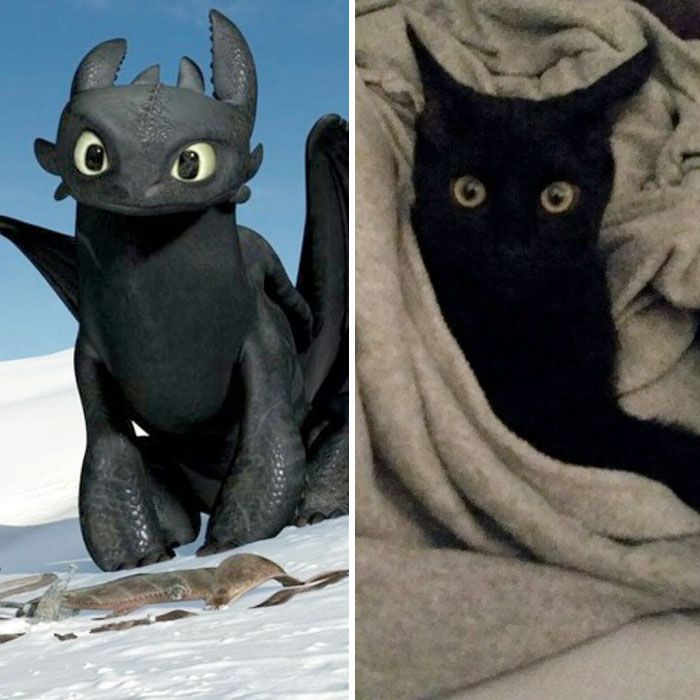 10+ Black Cats That Are Actually Toothless In Disguise