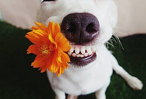 This Dog's Infectious Smile Is Breaking Everyone's Heart