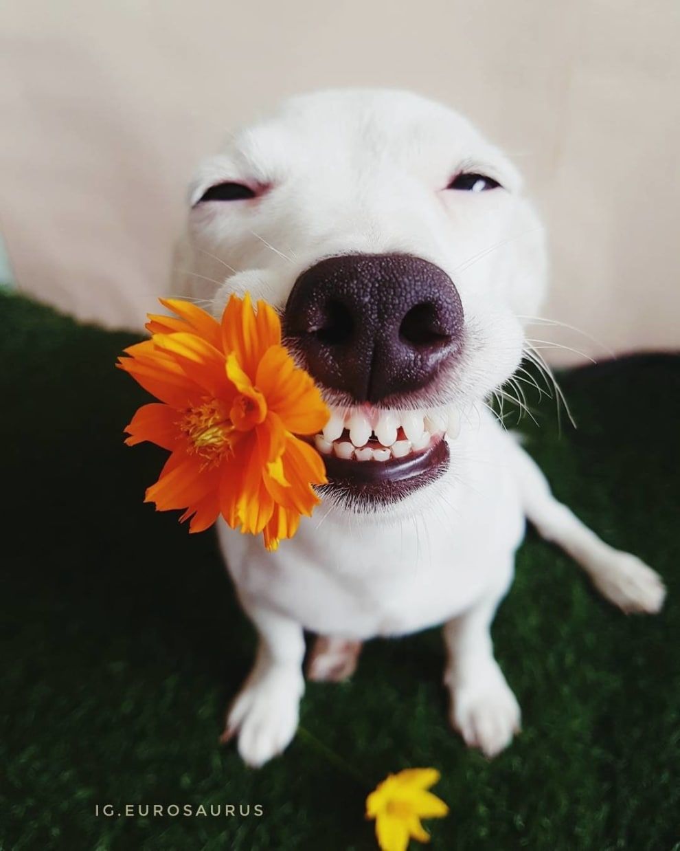 This Dog's Infectious Smile Is Breaking Everyone's Heart