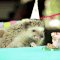 This Is How You Throw A Tiny Hedgehog The Best Birthday Party