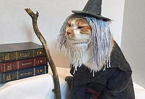 This Library Attracts The Public By Dressing Up One Librarian’s Cat As Literary And Movie Icons (100 Pics)