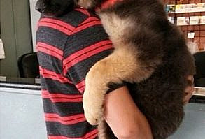 Pin for Later: 50 of the Cutest Animal GIFs and Pictures EVER This big baby Source: Reddit user joleya via Imgur