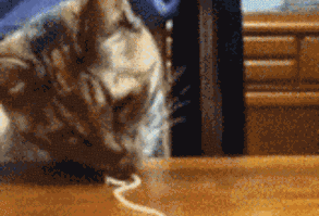 This noodle champion. | 37 Cats Who Totally Won 2014