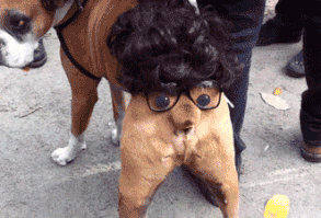 This super sleuth, distracting you so he can steal your wallet. -32 Dogs Who Are Up To No Good