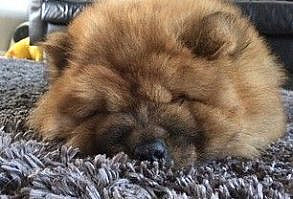 31 Chow Chow Puppies To Make Your Day A Little Fuzzier