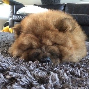 31 Chow Chow Puppies To Make Your Day A Little Fuzzier