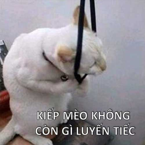 (2) Tôi Sẽ Không Hối Tiếc Vì Anh Đâu – Chap 1 – Vcomycs