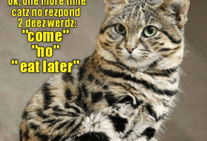 Top 25 Memes of The Week - Cheezburger Users Edition #45 - I Can Has Cheezburger?