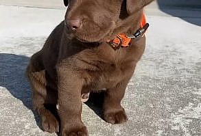 (Sponsored) Basil Pasja Animals Bicycle Basket - 50 cm - Brown