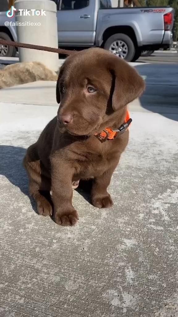 (Sponsored) Basil Pasja Animals Bicycle Basket - 50 cm - Brown