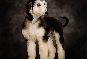 Triaccan Kennel Afghan Hound Puppie by Carolina Lafetá, via Flickr