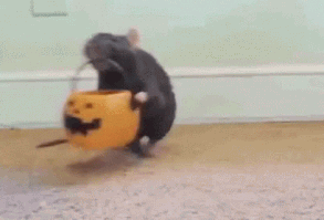 Trick Or Treat! (mousey Style) GIF - Trickortreat Candy Mouse - Discover & Share GIFs