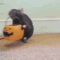 Trick Or Treat! (mousey Style) GIF - Trickortreat Candy Mouse - Discover & Share GIFs