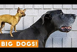 Ultimate Big Dog Compilation May 2018 | Funny Pet Videos - YouTube