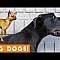 Ultimate Big Dog Compilation May 2018 | Funny Pet Videos - YouTube