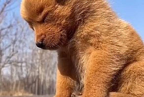 👉 Como ensinar o seu cãozinho a fazer as necessidades sempre no lugar certo. 🐶 Clique e descubra, é grátis! 😎