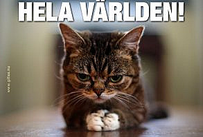 Vad kan vara bättre än roliga bilder med söta hundar och katter? Inget, tycker vi! | GILLAS.NU