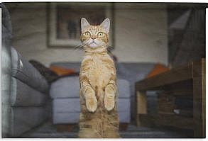 Een oranje kat in de huiskamer, staand op zijn achterpoten. Productinformatie 98.9% van onze klanten is positief over 1001Tapestries!Gemaakt van stevig en duurzaam materiaalLeuk om aan je muur te hebbenIdeaal om je interieur van extra sfeer te voorzienScherpe afdruk met heldere kleurenInclusief ophangroede Ook op zoek naar een leuke manier om jouw woonkamer of slaapkamer te personaliseren? Ben je ook toe aan een vrolijke opvulling van die kale muur? Dan is dit prachtige wandkleed echt iets voor jou! Dit geweldige product, wat ook wel tapestry w