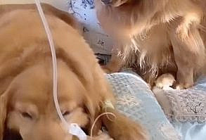 discoverpet on Instagram: Forever and for always 🥺😭❤️ 🐶 Follow: @discoverpet 📸 cc: @goldiescute . . . . . #lovedogs🐶 #lovedogsforever #lovedog🐶 #lovedogs❤…