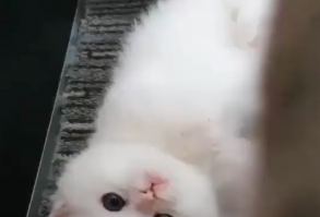 Very cute kitten videos and most adorable moments of baby cat that surely melt your heart. Kitten looks adorable for their beauty face and playing. Subscribe our YT channel to get daily cats funny and cute videos compilation.  #kitten #kitenvideos #kittenvideosfunny