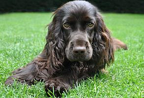 Welkom - Engelse Cocker Spaniel