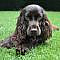 Welkom - Engelse Cocker Spaniel