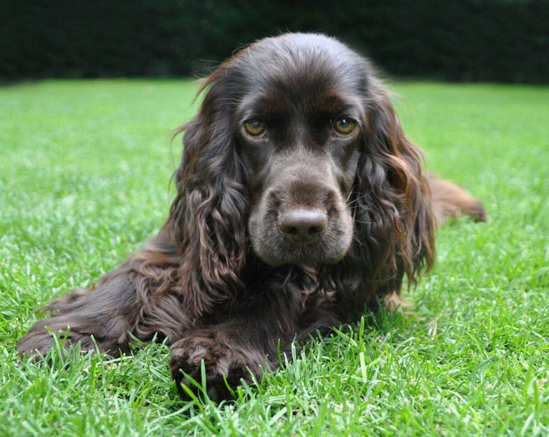Welkom - Engelse Cocker Spaniel