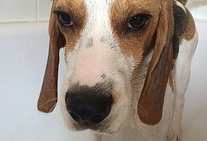 Wet beagle = not happy!