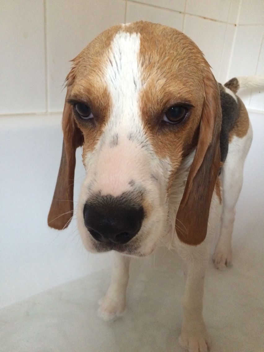 Wet beagle = not happy!