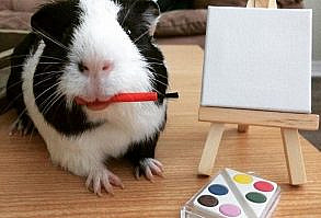 Hi, my name is Lilo. I'm not just your ordinary guinea pig. Sure I eat pellets, eat hay, and poop but I also have an Instagram account that proves that I am way more photogenic than my owner and any other human on the face of the Earth.