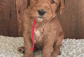 #dog #dogs #pet #doglover #doggy #puppy