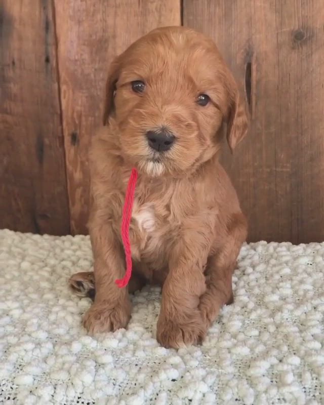 #dog #dogs #pet #doglover #doggy #puppy 