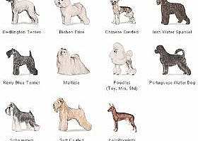 Pet Info.: Which dog breed to choose?