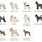 Pet Info.: Which dog breed to choose?