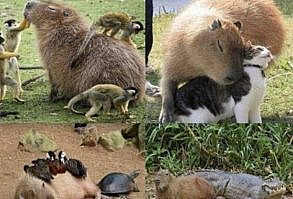 Take a walk on the brighter side of the Internet with some wholesome memes. These are guaranteed to make your day. #memes #wholesome #wholesomememes