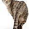Who’s That Cat? 13 Reasons That the Ocicat Is Spot On