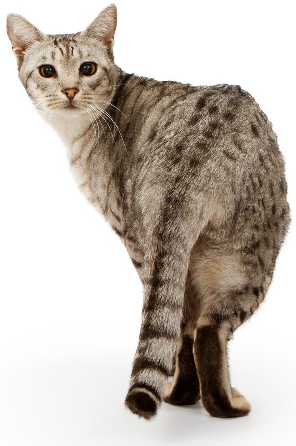 Who’s That Cat? 13 Reasons That the Ocicat Is Spot On