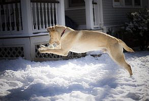 Man's best friend likes to play in the snow just as much as we do.